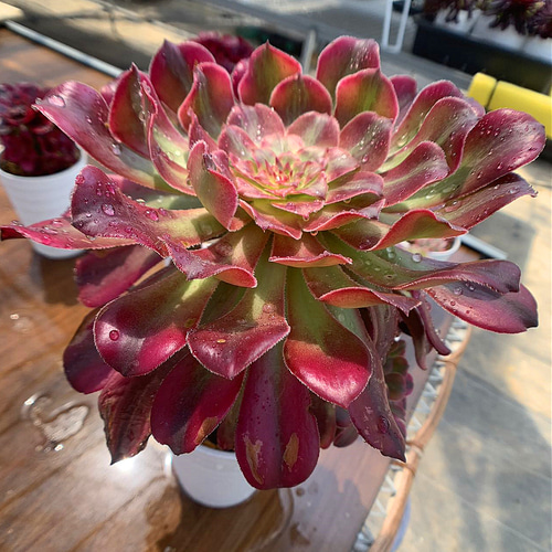 多肉植物アエオニウム taniku-verve_11106