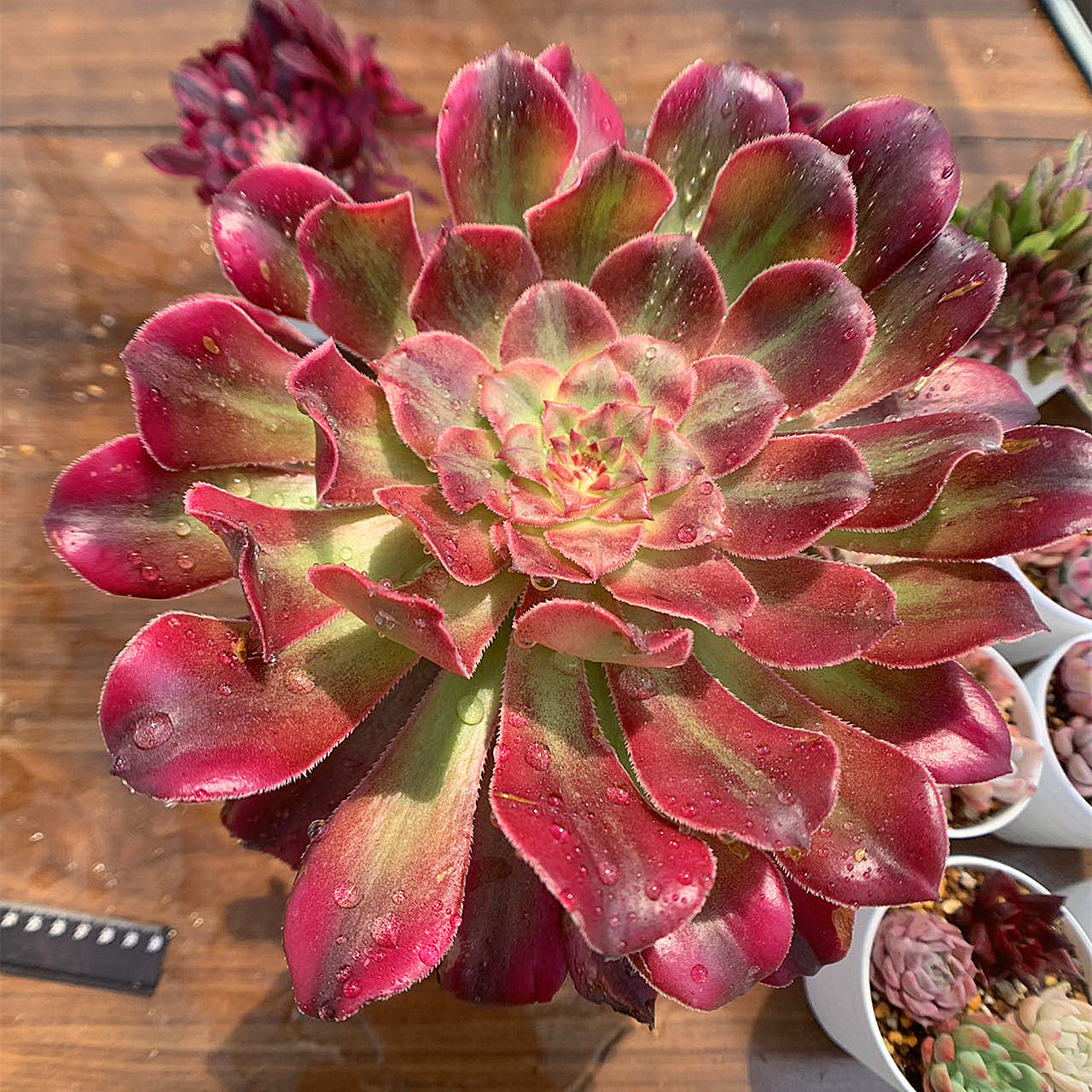 多肉植物アエオニウム錦❤️浣纱❤ 状態図 多肉植物アエオニウム錦❤️浣