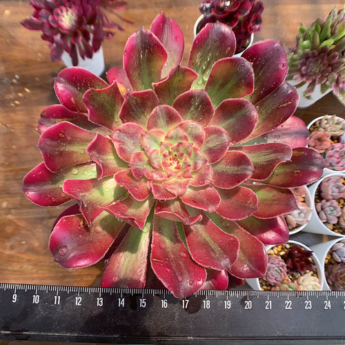 577.多肉植物 寄せ植え アエオニウム属 ヴィーナス 錦（群）特大 抜き