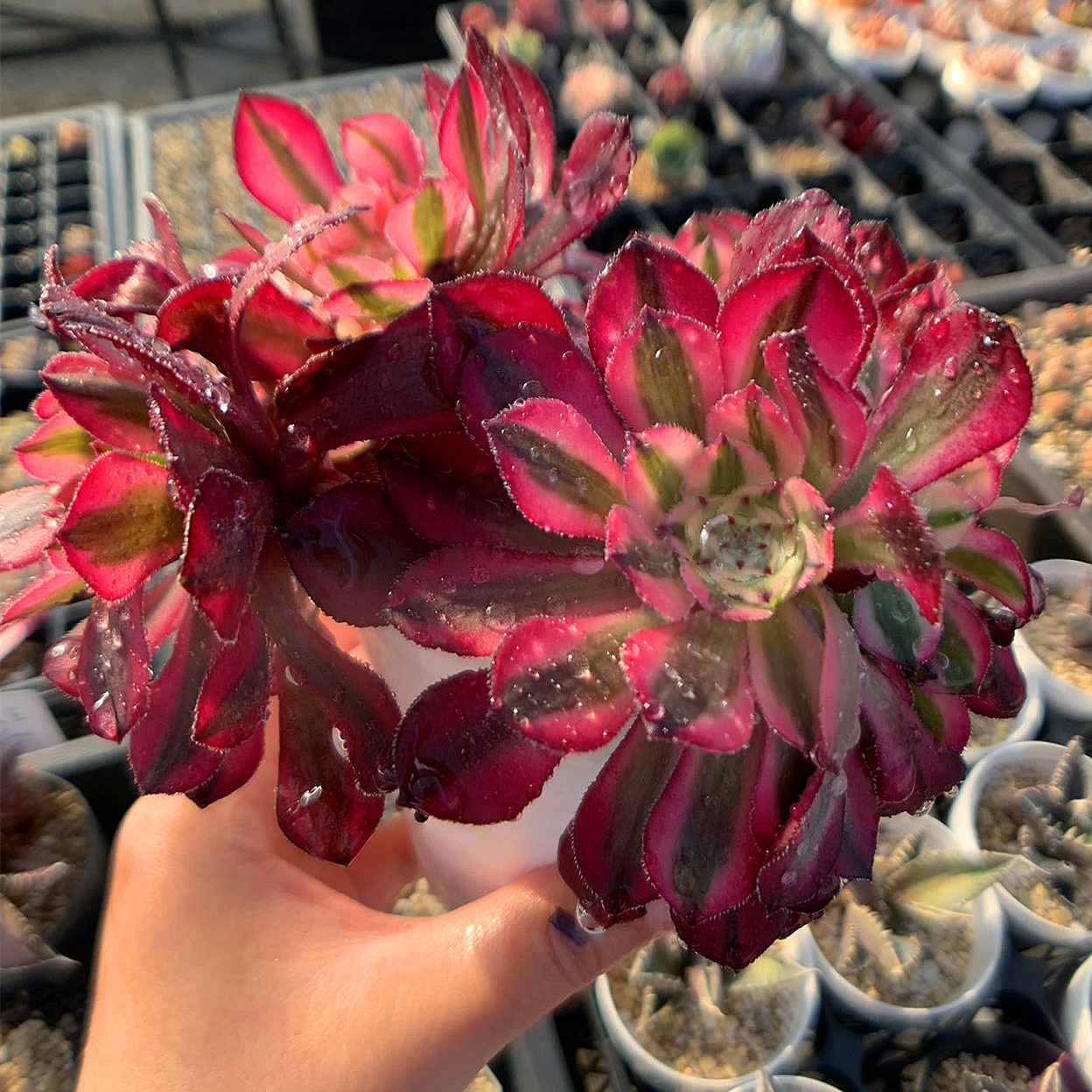多肉植物アエオニウム錦❤️ 多肉専門 ❤️1頭8cmカット苗 多肉植物アエオニウム錦❤️ 多肉専門 ❤️1頭8cmカット苗
