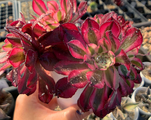 578.多肉植物 寄せ植え アエオニウム属 ガーネット白斑錦（群