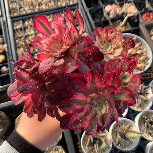 578.多肉植物 寄せ植え アエオニウム属 ガーネット白斑錦(群 578.多肉植物 寄せ植え アエオニウム属 ガーネット白斑錦(群