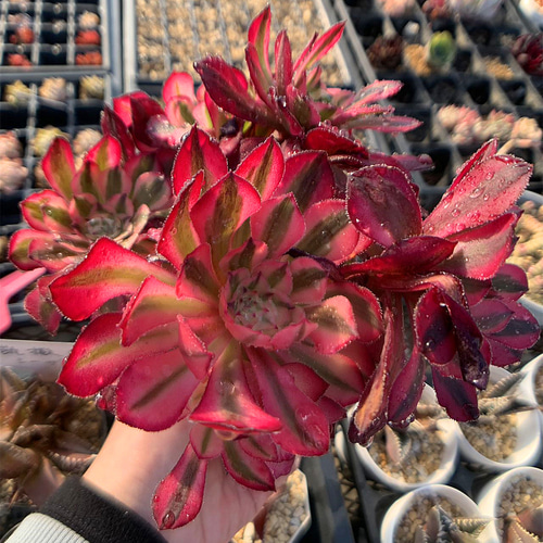578.多肉植物 寄せ植え アエオニウム属 ガーネット白斑錦(群 578.多肉植物 寄せ植え アエオニウム属 ガーネット白斑錦(群