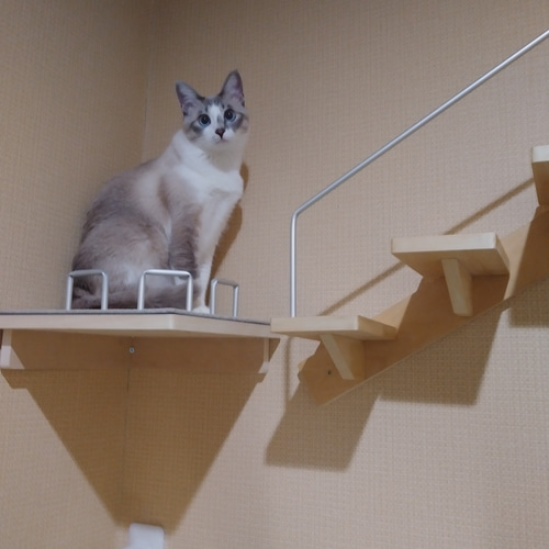 キャットウォークコーナー休憩所、 ハウス・小屋 masa 通販 15732699