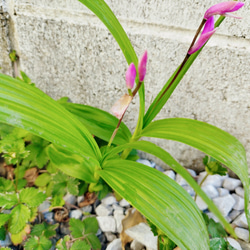 シラン　蘭　花　苗　花苗　ガーデニング　鉢植え　プランター　イングリッシュガーデン　ガーデン　宿根草　多年草　4苗 3枚目の画像