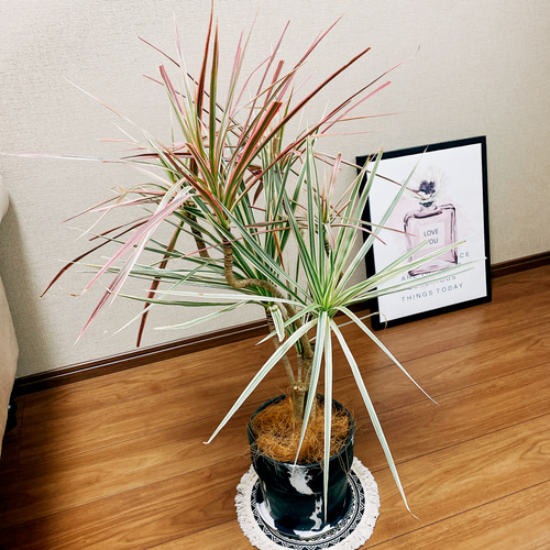 現品　ドラセナ　コンシンネ　レインボー　32番　観葉植物　特大　インテリア　室内 観葉植物 ドラセナ コンシンネ レインボー 8号 ストレート