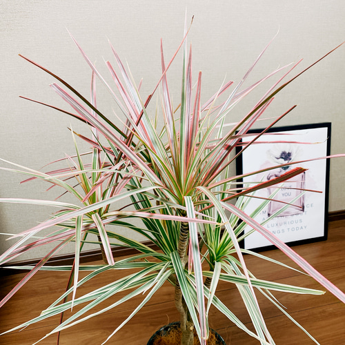 現品 ドラセナ コンシンネ レインボー 32番 観葉植物 インテリア