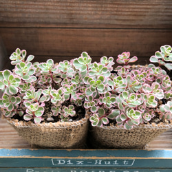 トリカラー2個セット♡ピンクの縁取り♡セダム♡多肉植物 11枚目の画像