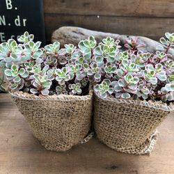 トリカラー2個セット♡ピンクの縁取り♡セダム♡多肉植物 4枚目の画像