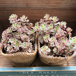 トリカラー2個セット♡ピンクの縁取り♡セダム♡多肉植物 8枚目の画像