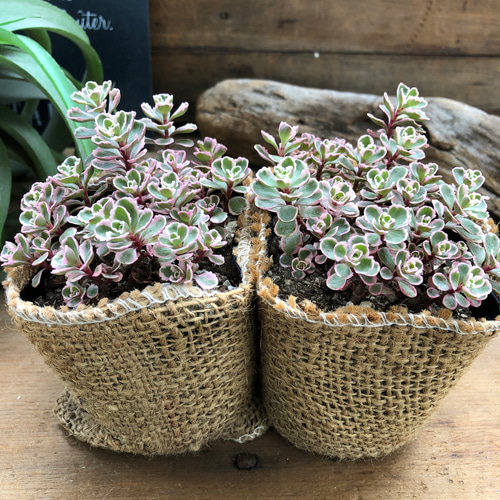 トリカラー2個セット♡ピンクの縁取り♡セダム♡多肉植物 アート