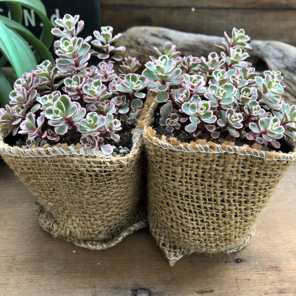 トリカラー2個セット♡ピンクの縁取り♡セダム♡多肉植物 13枚目の画像