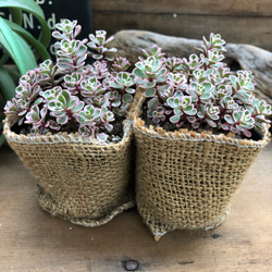 トリカラー2個セット♡ピンクの縁取り♡セダム♡多肉植物 7枚目の画像