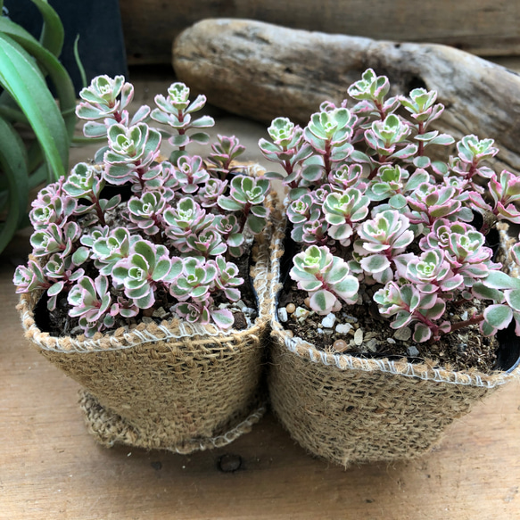 トリカラー2個セット♡ピンクの縁取り♡セダム♡多肉植物 10枚目の画像