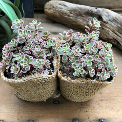 トリカラー2個セット♡ピンクの縁取り♡セダム♡多肉植物 12枚目の画像