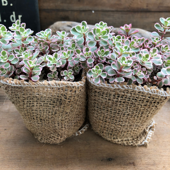 トリカラー2個セット♡ピンクの縁取り♡セダム♡多肉植物 9枚目の画像