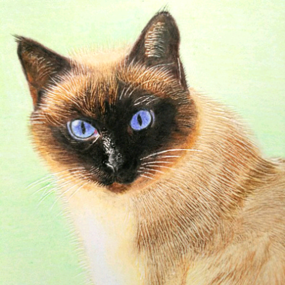 リアル色鉛筆画【原画】NO.7 猫の絵 手描き （リアル色鉛筆画