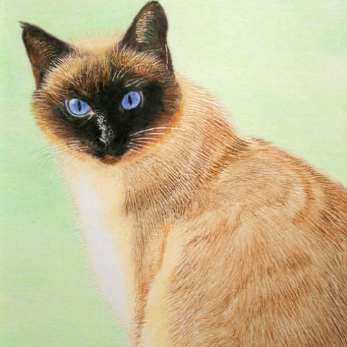 リアル色鉛筆画【原画】NO.7 猫の絵 手描き 絵画 鳳雛色鉛筆画家 通販