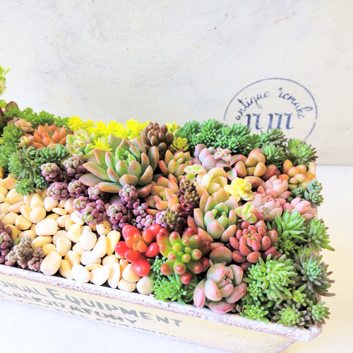 ミニチュアガーデンの多肉植物寄せ植え♪ 多肉植物 nagimitsu ミニチュアガーデンの多肉植物寄せ植え♪ 多肉植物 nagimitsu