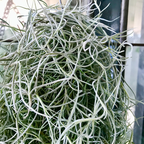 まとめ売り ボリュームあり チランジア エアープランツ ウスネオイデス