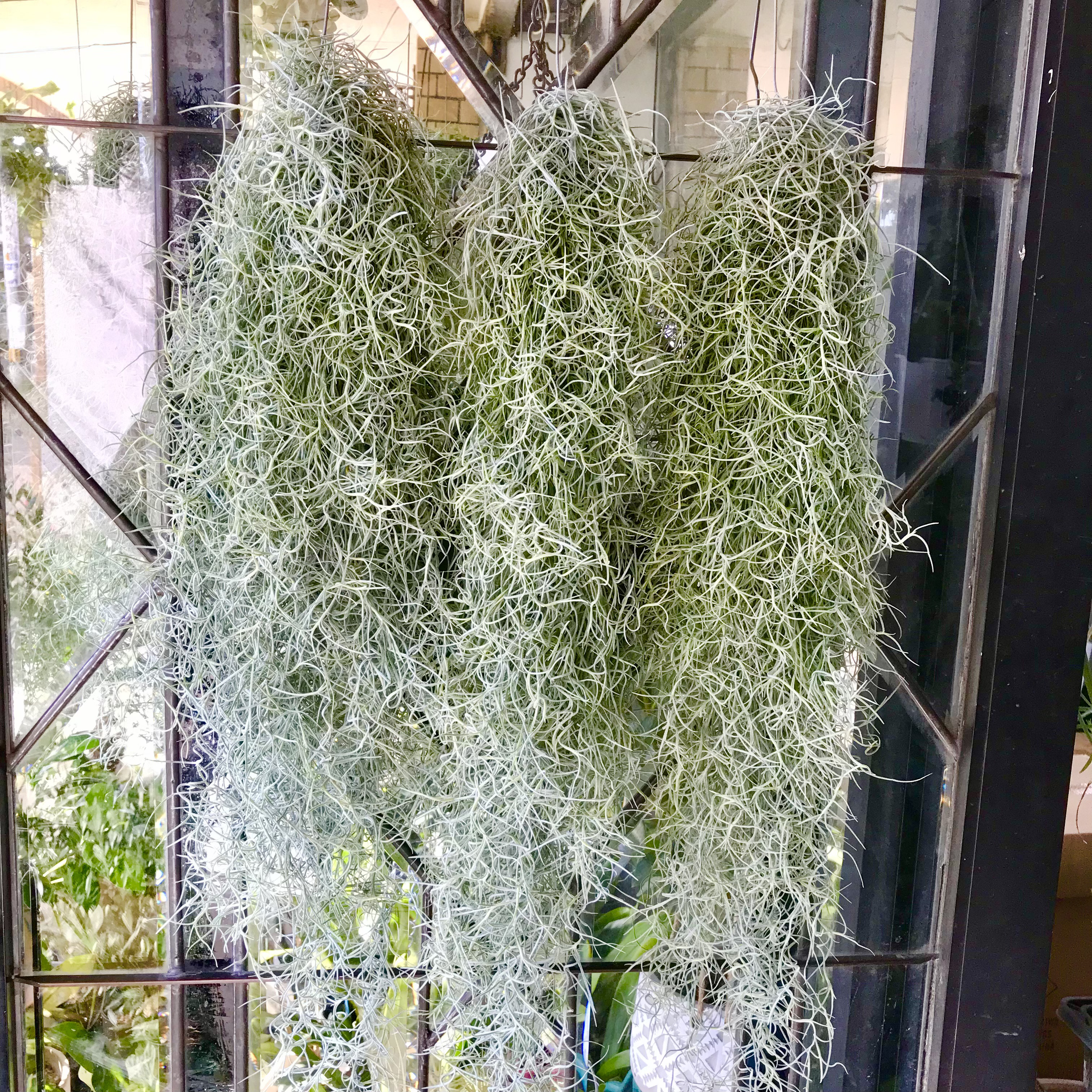 まとめ売り  ボリュームあり　チランジア  エアープランツ ウスネオイデス スパニッシュモス 中葉  60cm×3束