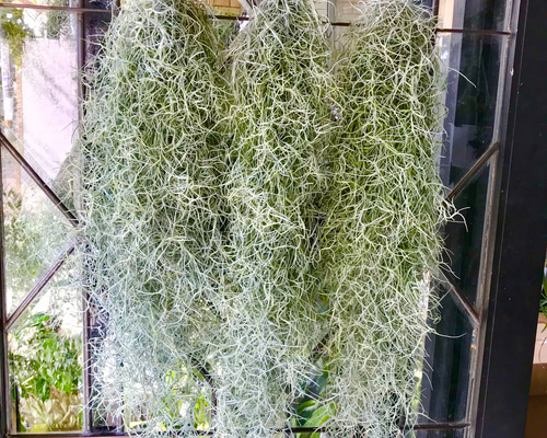 エアープランツ　チランジア　ウスネオイデス　大束6つ　スパニッシュモス エアプランツ】チランジア・ウスネオイデス/スパニッシュモス【1束