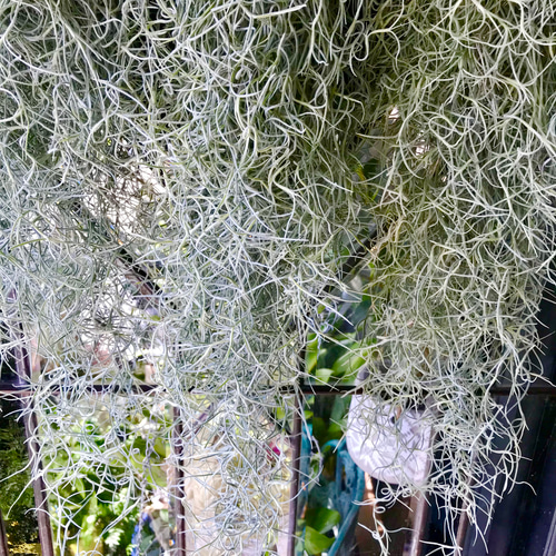 まとめ売り ボリュームあり チランジア エアープランツ ウスネオイデス