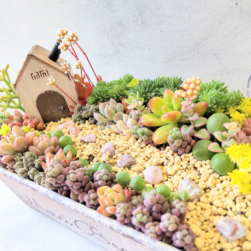 ミニチュアガーデンの多肉植物寄せ植え♪ 多肉植物 nagimitsu