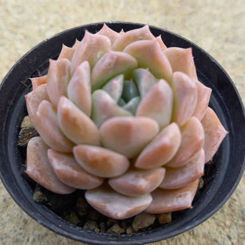 多肉植物 