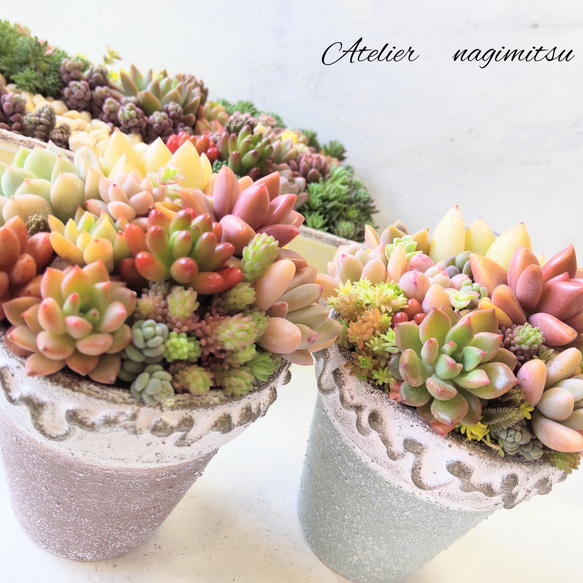多肉植物寄せ植え♪ 多肉植物 nagimitsu 通販 15736681|Creema 多肉植物寄せ植え♪ 多肉植物 nagimitsu 通販 15736681|Creema