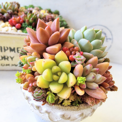 多肉植物寄せ植え♪ 多肉植物 nagimitsu 通販 15736757|Creema 多肉植物寄せ植え♪ 多肉植物 nagimitsu 通販 15736757|Creema