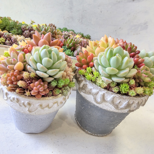 多肉植物　寄せ植え 山麓セダム ミックスポット 市場出荷前なのでしっかり灌水