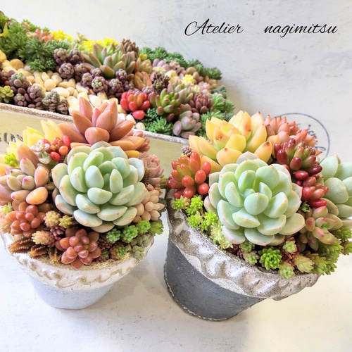多肉植物寄せ植え♪ 多肉植物 nagimitsu 通販 15736757|Creema 多肉植物寄せ植え♪ 多肉植物 nagimitsu 通販 15736757|Creema
