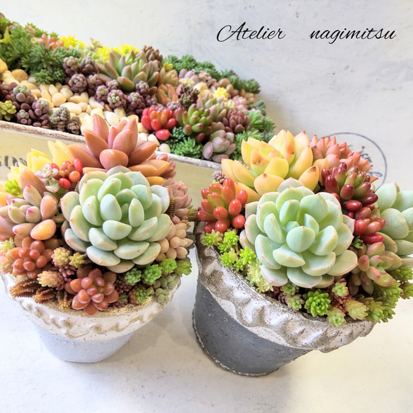 多肉植物寄せ植え♪ 多肉植物 nagimitsu 通販 15736757｜Creema