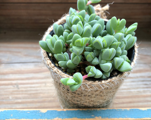 碧魚連♡レア品種♡多肉植物♡希少♡ガーデニング アートフラワー パリ