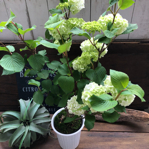 大手毬　白 オオデマリ　ビバーナム　庭木　ガーデニング2株セット 鉢ごと発送 大手毬 白 オオデマリ ビバーナム 庭木 ガーデニング 鉢ごと発送