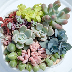 気まぐれ寄せ植え＊レア品種入り＊多肉植物＊抜き苗 多肉植物 ＊N