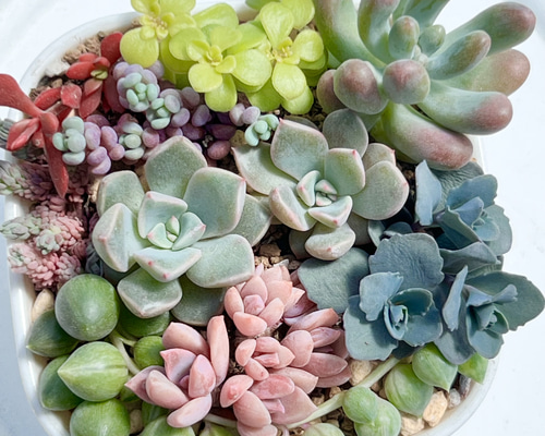 気まぐれ寄せ植え*レア品種入り*多肉植物*抜き苗 多肉植物 気まぐれ寄せ植え*レア品種入り*多肉植物*抜き苗 多肉植物