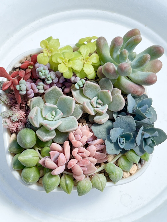 気まぐれ寄せ植え＊レア品種入り＊多肉植物＊抜き苗 多肉植物 ＊N