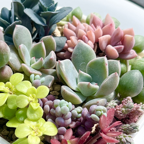 気まぐれ寄せ植え＊レア品種入り＊多肉植物＊抜き苗 多肉植物