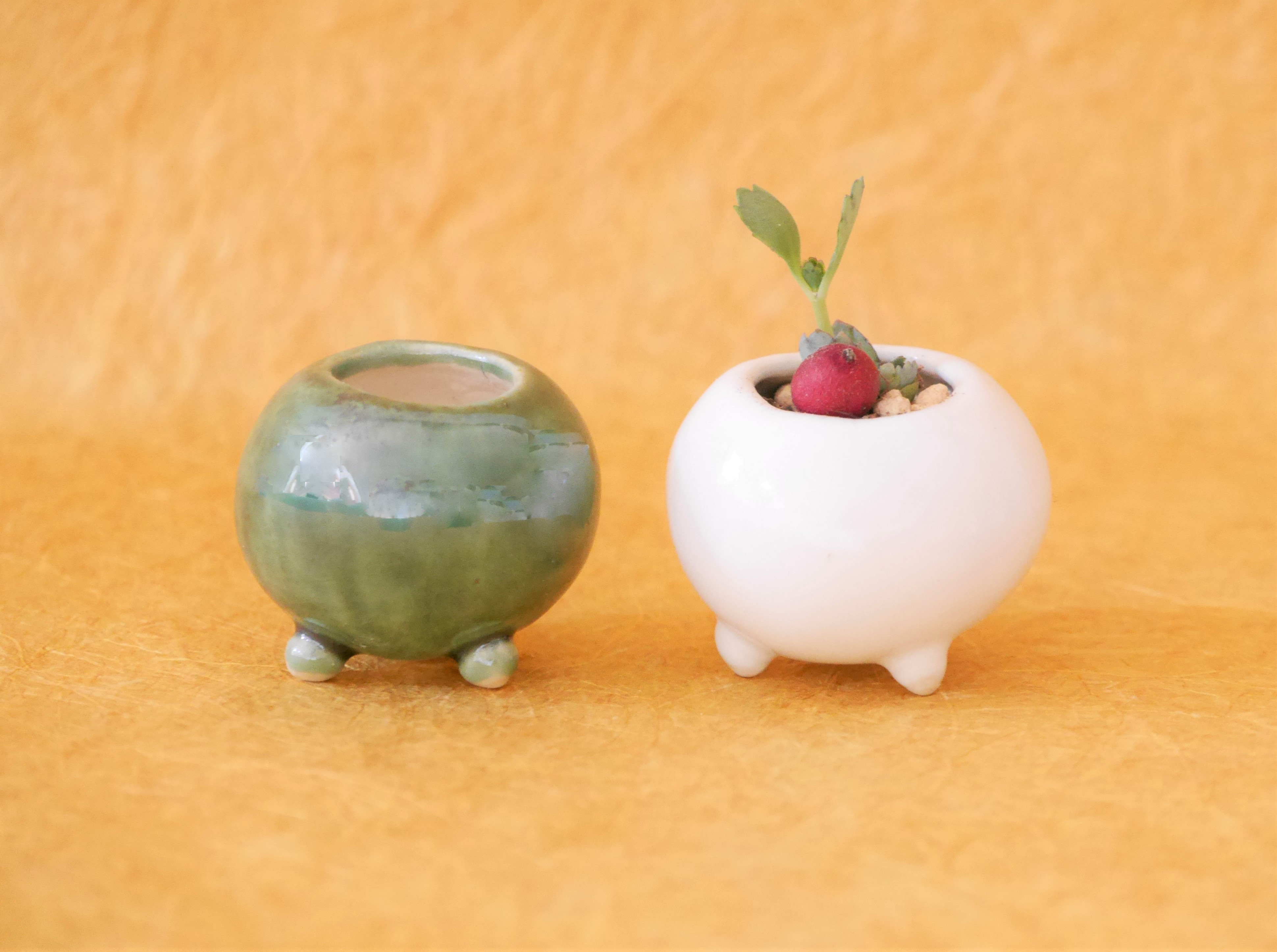 青緑色の陶器製花瓶と多肉植物*3