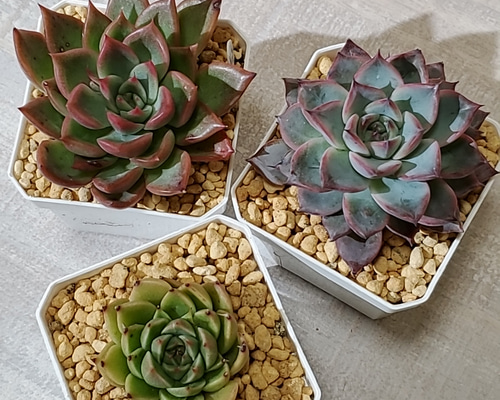 多肉植物 エケベリア セット*3 楽天市場】多肉植物 エケベリア 3種類セット : ハナミドリ 楽天