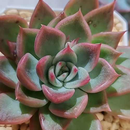 多肉植物】3点セット (E) 多肉植物 エケベリアSKETCH 通販 15738577