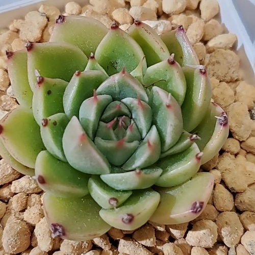 多肉植物 エケベリア セット*3 楽天市場】多肉植物 エケベリア 3種類セット : ハナミドリ 楽天