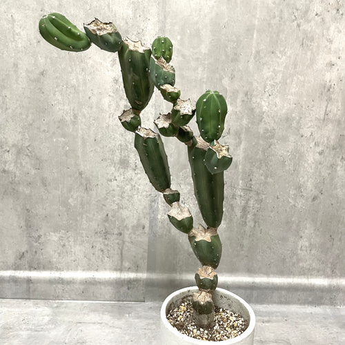 サボテン ブランチ 仕立て 鉢こみ 一輪挿し・花瓶・花器 __@