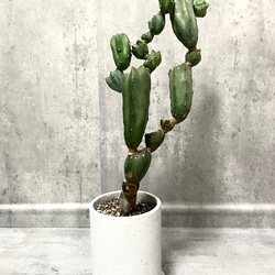 サボテン ブランチ 仕立て 鉢こみ 一輪挿し・花瓶・花器 __@