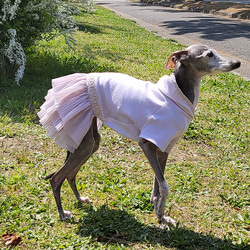 イタグレ服 ワンピース ムラ染めくすみカラー 3段スカート ペット服