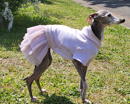 コトリページ　イタグレ服　ハンドメイド コトリページ イタグレ服 ハンドメイド コトリ様専用ページ イタグレ服