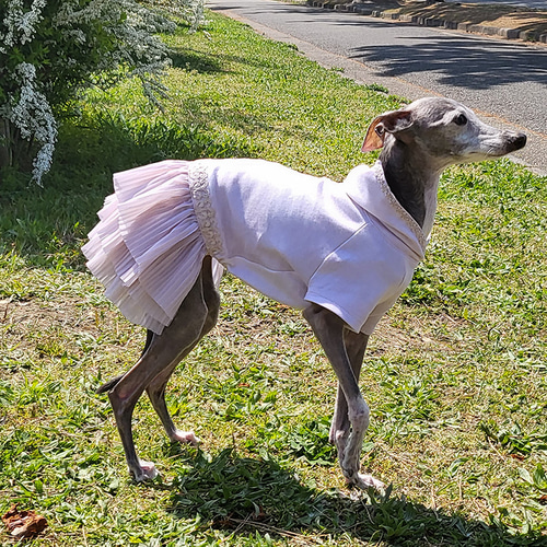 イタグレ服 ワンピース ムラ染めくすみカラー 3段スカート ペット服