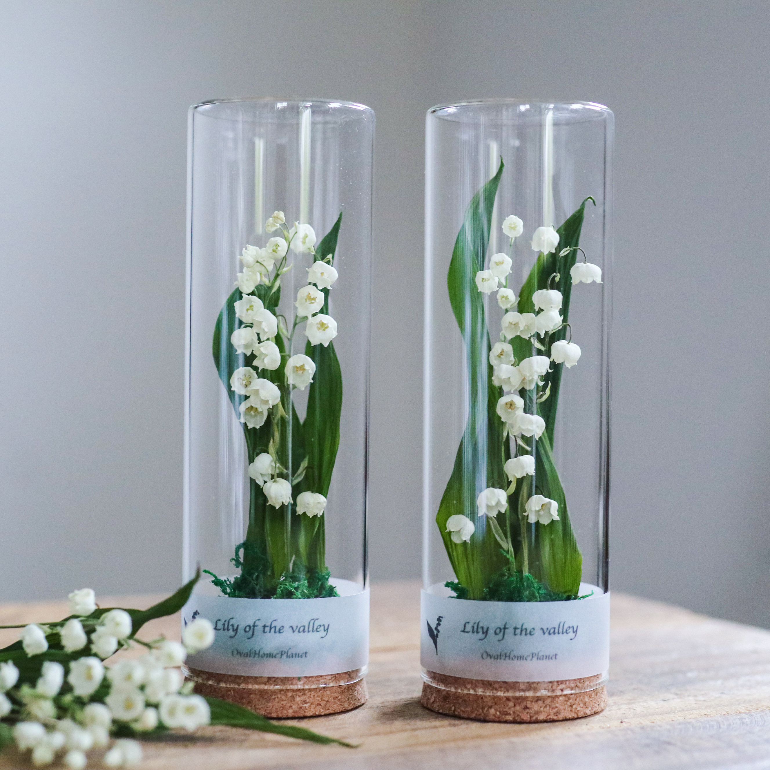 植物標本・ボタニカルボトル すずらん deuxr アベイユフルール（蜜蝋花）